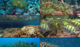 海洋世界视频,海洋世界视频深度解析